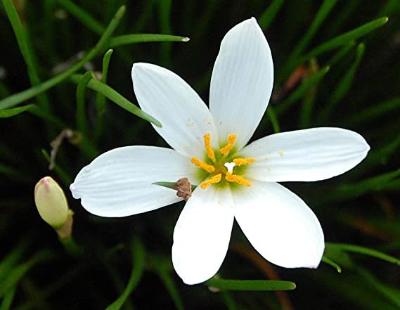 10 Seeds Rain Lily White, easy to grow       #IEB49
