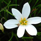 10 Seeds Rain Lily White, easy to grow       #IEB49