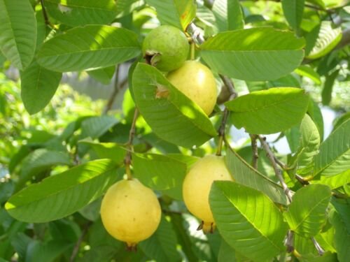 30 fruit seeds Guava, easy to grow #IEB49
