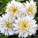 10 seeds White Dandelion, easy to grow  #IEB49