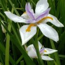 100 flower seeds African Iris Fortnight Lily, easy to grow    #IEB49