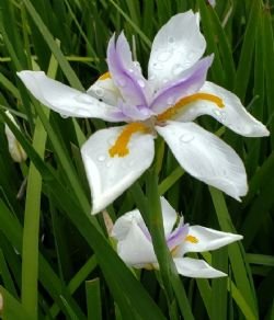 100 flower seeds African Iris Fortnight Lily, easy to grow    #IEB49