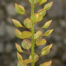 25 seeds Pepperweed, easy to grow       #IEB49