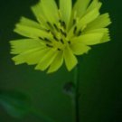 10 flower seeds yellow Asiatic Hawksbeard , easy to grow      #IEB49