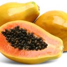 fruit seeds 30 Puerto Rican Papaya, easy to grow   #IEB50
