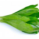 Culantro Herb  Recao   Eryngium foetidum 200 seeds, easy to grow  #IEB50