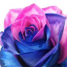 20 flower seeds Blue and Pink Rose, fast growing  #IEB52