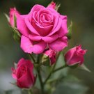 20 flower seeds Pink Rose, easy to grow  #IEB52