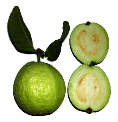 20 fruit seeds Guava Fruit Tree, easy to grow  #IEB52
