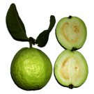 20 fruit seeds Guava Fruit Tree, easy to grow  #IEB52