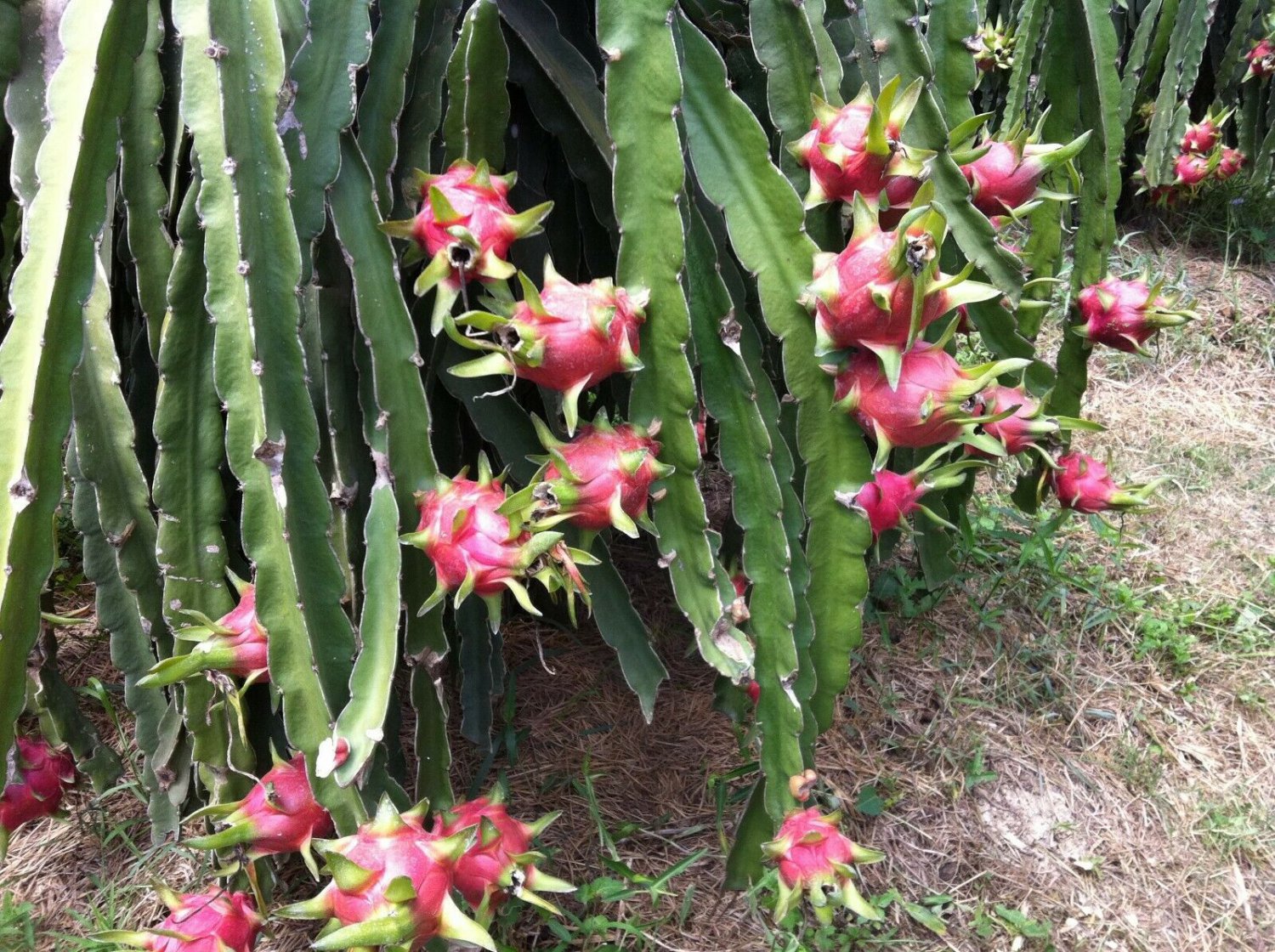 60 Delicious Dragon Fruit Seeds, easy to grow  #IEB52