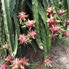60 Delicious Dragon Fruit Seeds, easy to grow  #IEB52