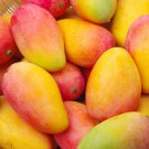 Mango Fruit Tree Seeds, 2 seeds  #IEB52