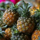 20 fresh seeds Pineapple Fruit , easy to grow  #IEB52