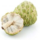 5 Fresh Custard Apple Anonna Fruit Tree Seeds #IEB52