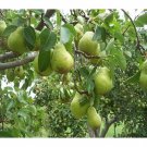 10 seeds Bartlett Pear Seeds, easy to grow  #IEB52