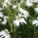 100 flower seeds Japanese Radiata White Egret Orchid  #IEB53