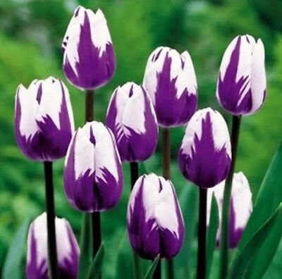 Bonsai Tulip  Rare Purple& White  color  100 flower seed, easy to grow  #IEB53