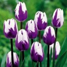 Bonsai Tulip  Rare Purple& White  color  100 flower seed, easy to grow  #IEB53