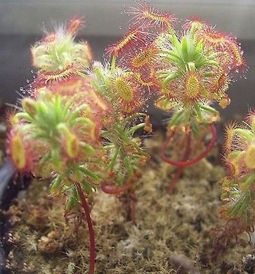 120 seeds Sundew   Bonsai Insect Catching, easy to grow   #IEB53