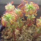 120 seeds Sundew   Bonsai Insect Catching, easy to grow   #IEB53