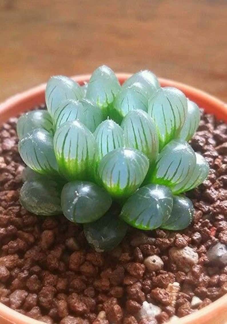 100 seeds Mini Clear Succulents, easy to grow  #IEB53