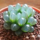 100 seeds Mini Clear Succulents, easy to grow  #IEB53