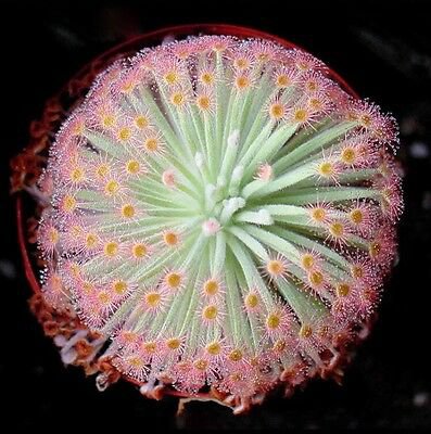 Drosera Capensis Sundew  Carnivorous 120 Seeds, easy to grow  #IEB53