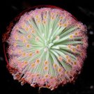 Drosera Capensis Sundew  Carnivorous 120 Seeds, easy to grow  #IEB53
