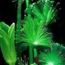 100 Flower Seeds Rare Emerald Fluorescent   #IEB53