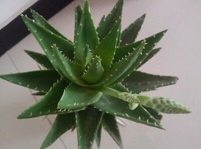 30  High Quality Aloe Vera Seeds, easy to grow #IEB53
