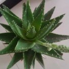 30  High Quality Aloe Vera Seeds, easy to grow #IEB53