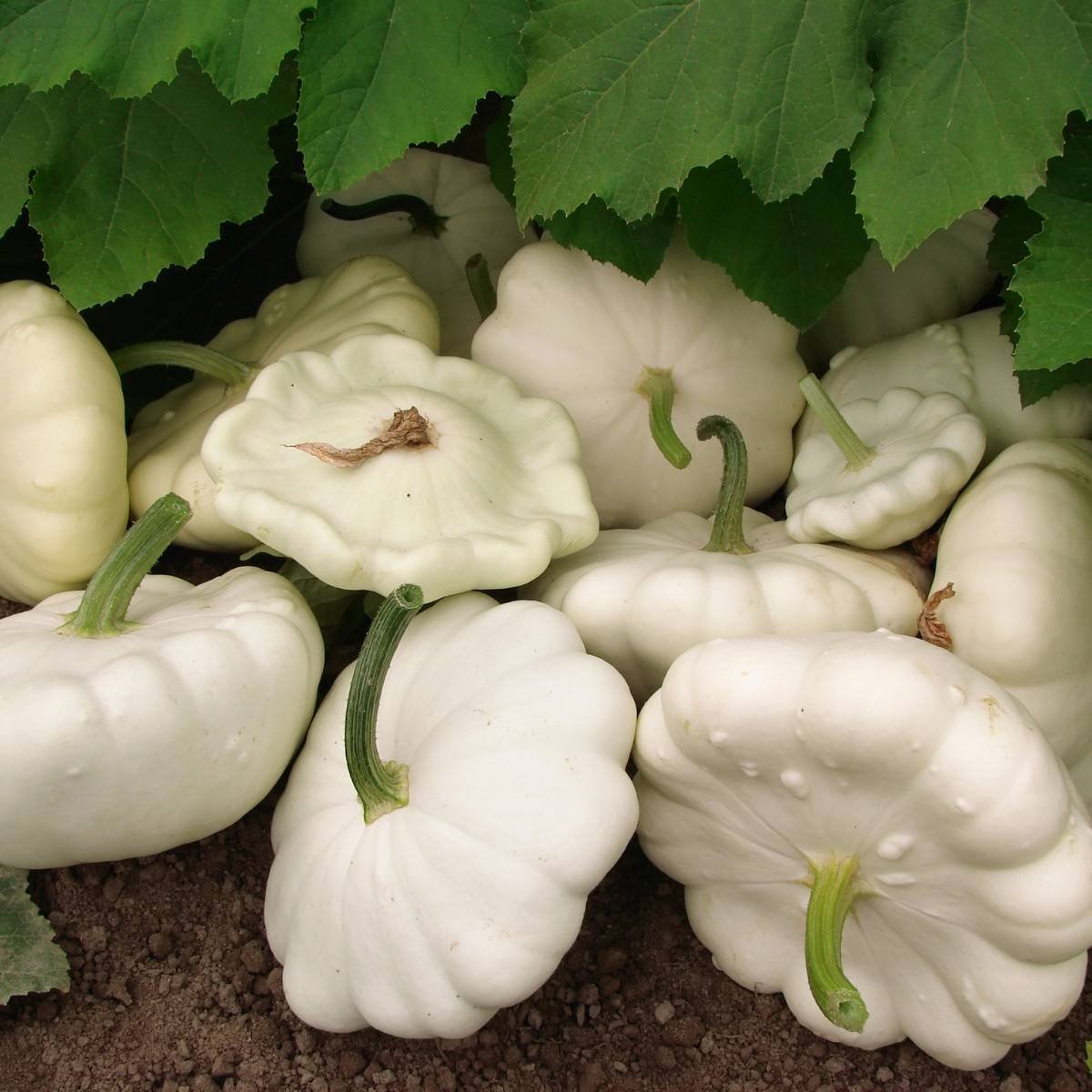 30 vegetable seeds Early White Bush Scallop Summer Squash  #IEB54