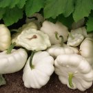 30 vegetable seeds Early White Bush Scallop Summer Squash  #IEB54