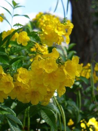 50 flower Seeds  Yellow Bell Esperanza Tecoma, fast growing  #IEB54