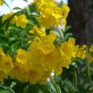 50 flower Seeds  Yellow Bell Esperanza Tecoma, fast growing  #IEB54
