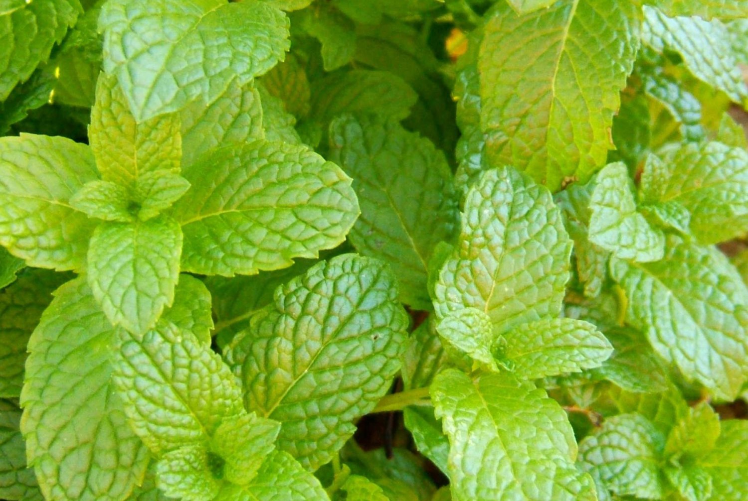 100 Seeds Spearmint Herb, easy to grow #IEB54