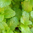 100 Seeds Spearmint Herb, easy to grow #IEB54