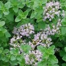 100 flower seeds purple Oregano Herb. Easy to grow #IEB54