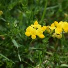 300 flower seeds yellow Birdsfoot Trefoil   #IEB54