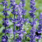 Lavender Herb  Vera English 100 seeds  #IEB54