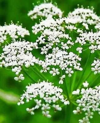 100 seeds Anise Licorice Herb, easy to grow  #IEB54