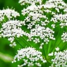 100 seeds Anise Licorice Herb, easy to grow  #IEB54