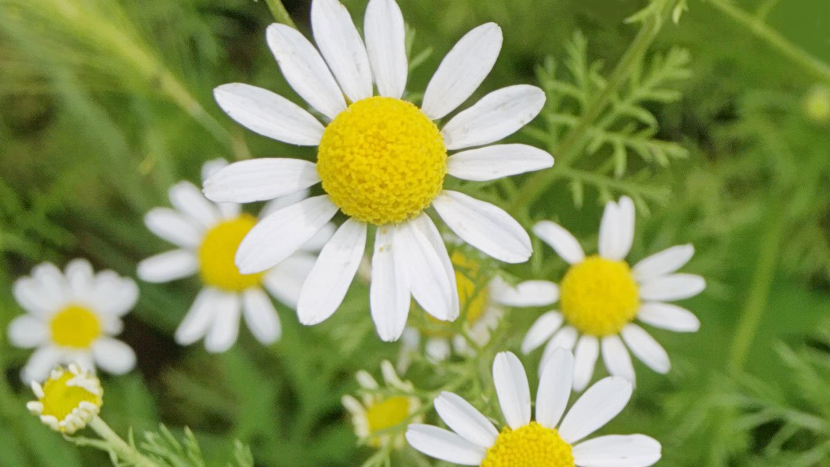 DŌTERRA Roman Chamomile