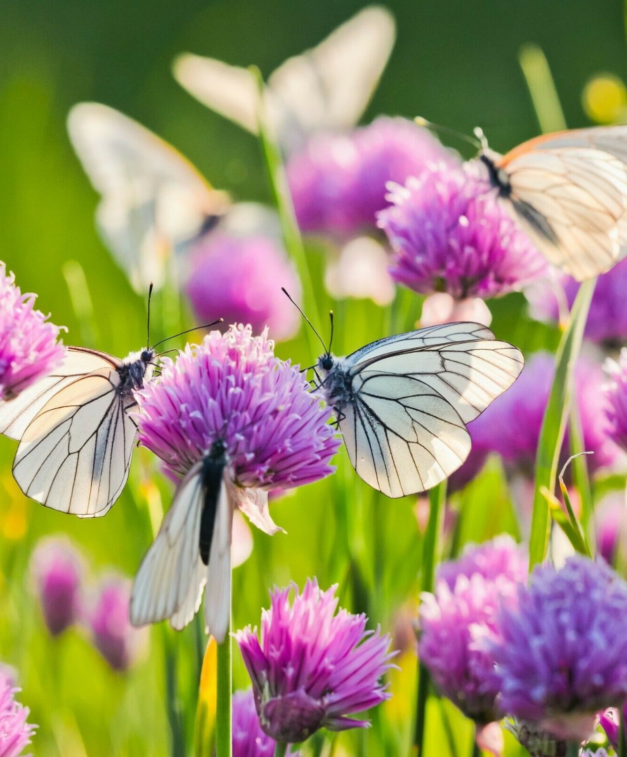 100 Seeds  purple Chive Herb, easy to grow   #IEB54