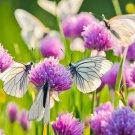 100 Seeds  purple Chive Herb, easy to grow   #IEB54