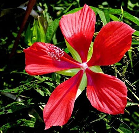 25 flower seeds Red Texas Star Hibiscus coccineus Perennial   #IEB54