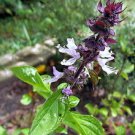 100 seeds Cinnamon Basil Herb, easy to grow #IEB54