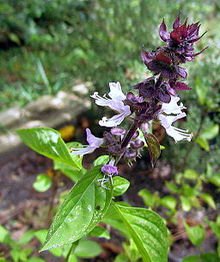 100 seeds Cinnamon Basil Herb, easy to grow #IEB54