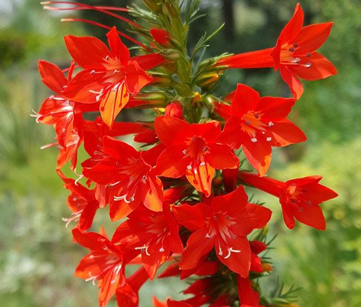 100 Seeds   Standing Cypress  red star Texas Plume   #IEB54